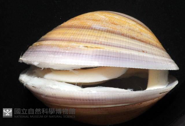 環文蛤藏品圖，第3張