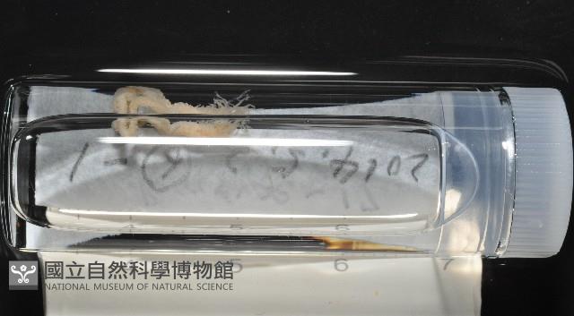 梧棲搓蟄蟲藏品圖，第3張
