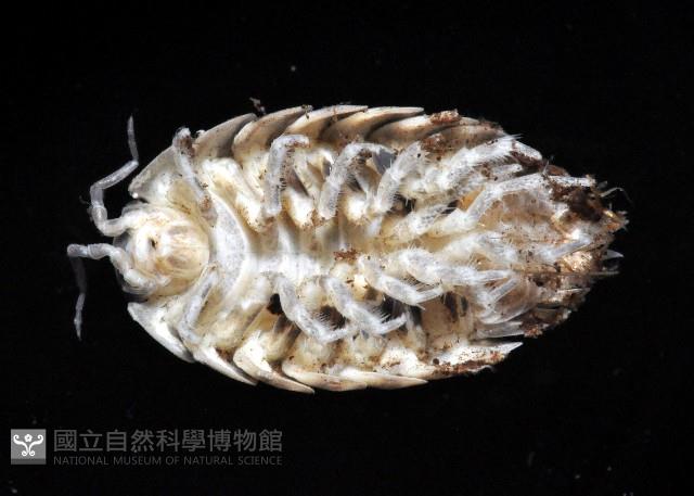 鼠婦之一種藏品圖，第3張