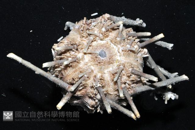 雙列角頭帕藏品圖，第3張
