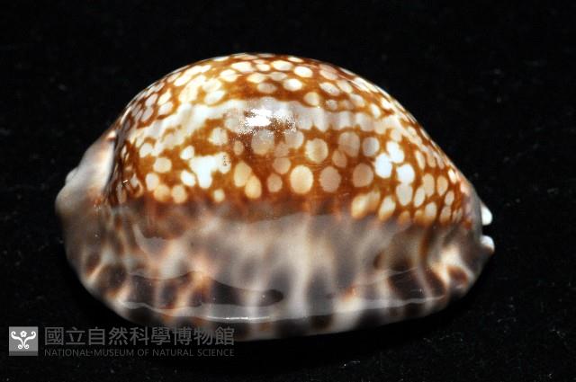 扁緣寶螺藏品圖，第3張
