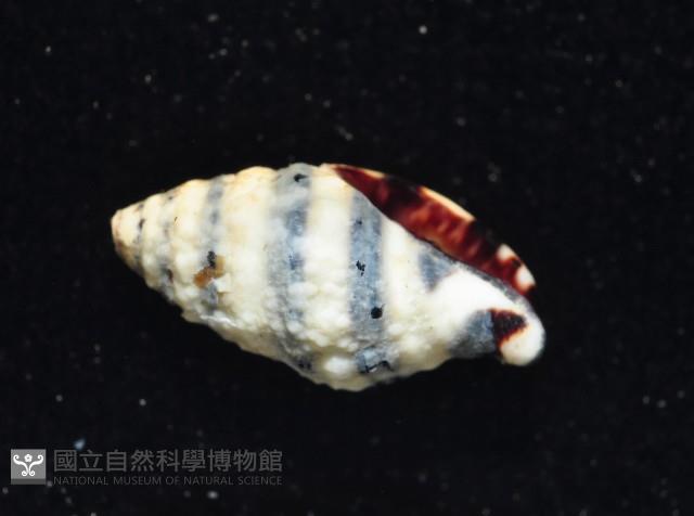 正斑馬峨螺藏品圖，第3張