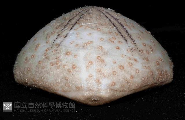 大脆心形海膽藏品圖，第3張