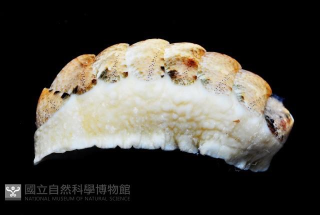 鱗紋石鱉藏品圖，第3張