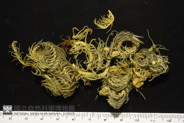 舒維亞海齒花藏品圖，第3張