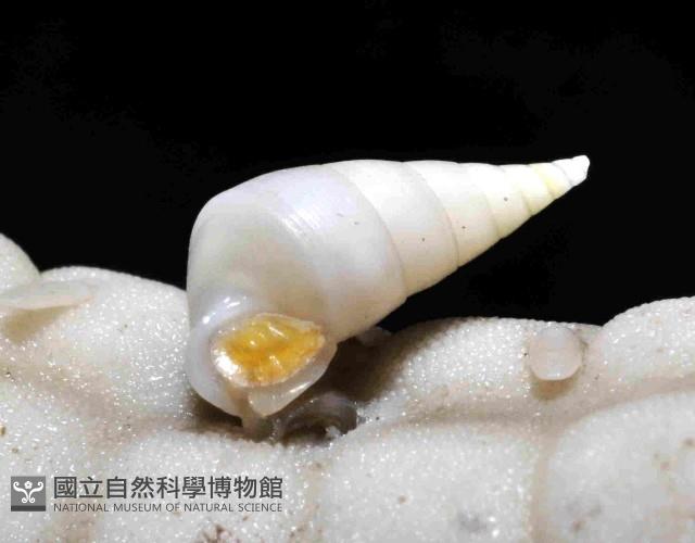 強壯瓷螺(暫譯)藏品圖，第3張