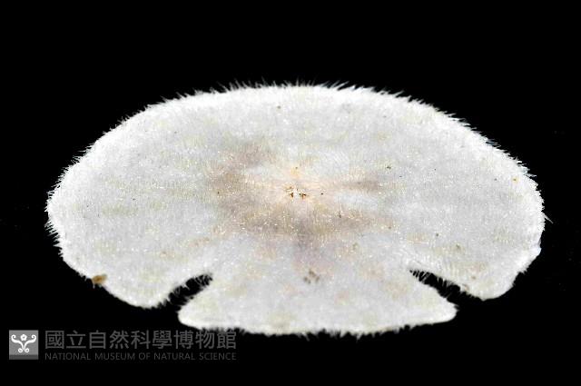 裂邊毛餅海膽藏品圖，第3張