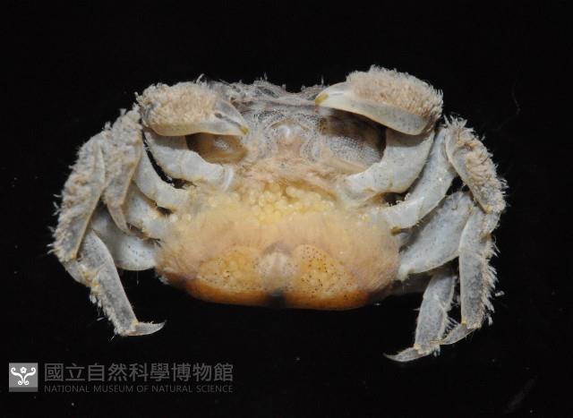 小相手蟹藏品圖，第3張