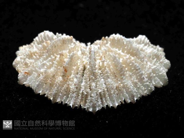 菌杯珊瑚之一種藏品圖，第3張