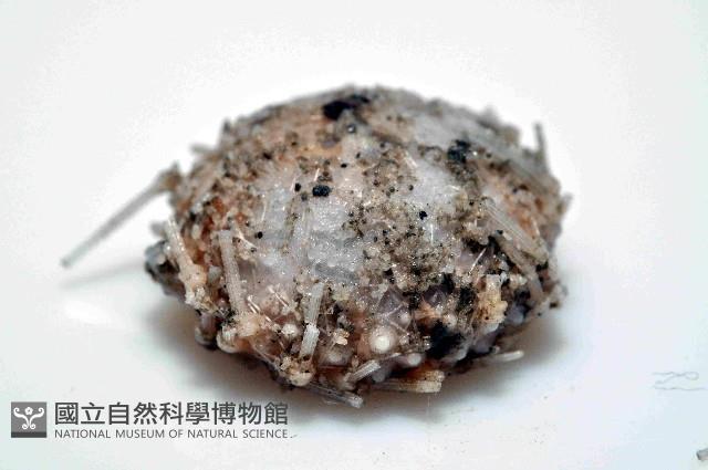 未知種侏儒頭帕(暫譯)藏品圖，第3張