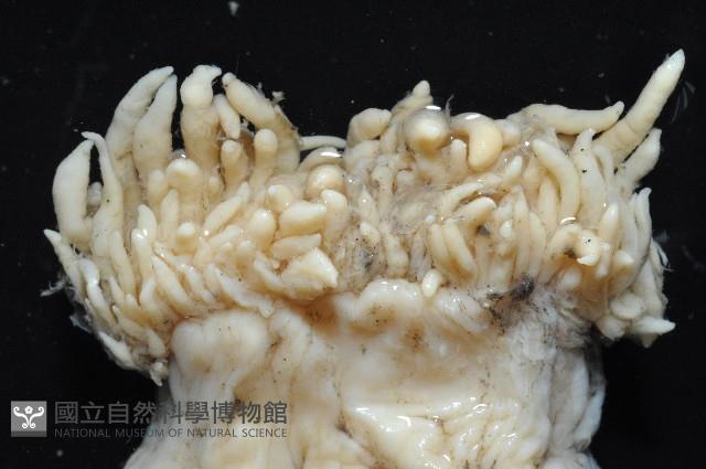 豹紋海葵(暫譯)藏品圖，第3張