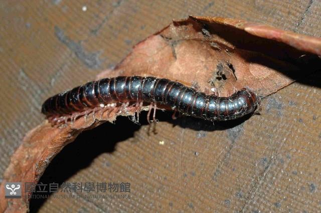 山嶺似腹馬陸(暫譯)藏品圖，第3張