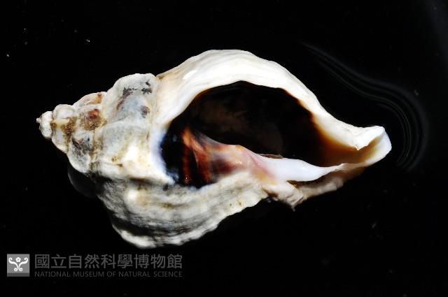 芭蕉螺之一種藏品圖，第3張