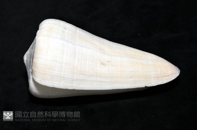 玉女芋螺藏品圖，第3張