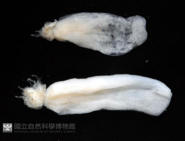 未知種鑽沙海葵藏品圖，第3張