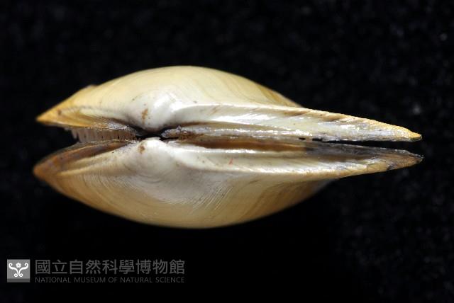 深淵馬刺蛤藏品圖，第3張