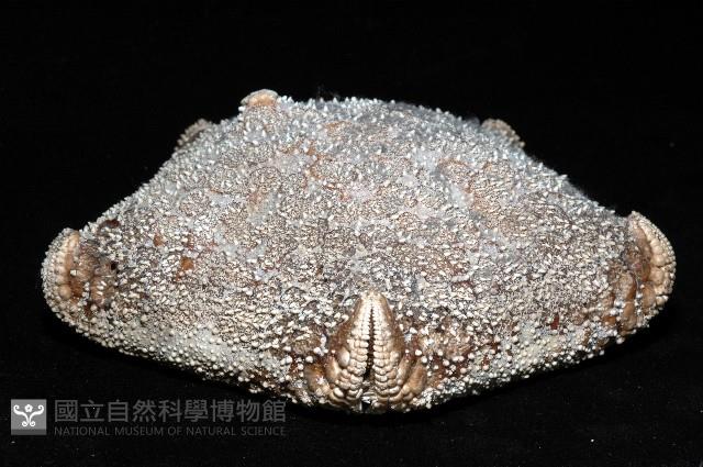 麵包海星(饅頭海星)藏品圖，第3張