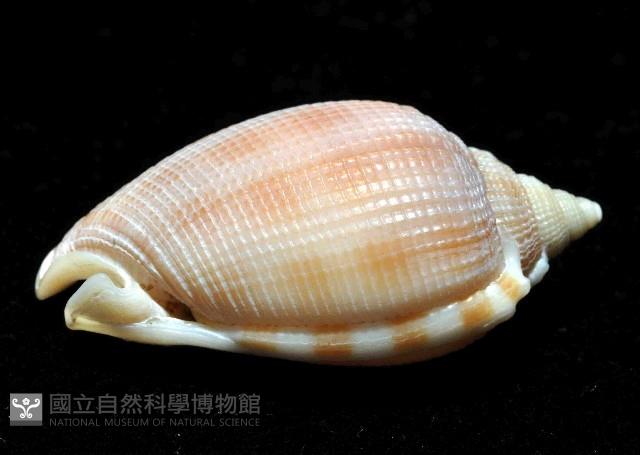 布紋鬘螺藏品圖，第3張