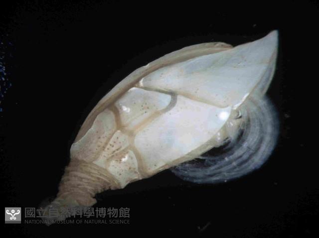 繁毛阿南鎧茗荷藏品圖，第3張