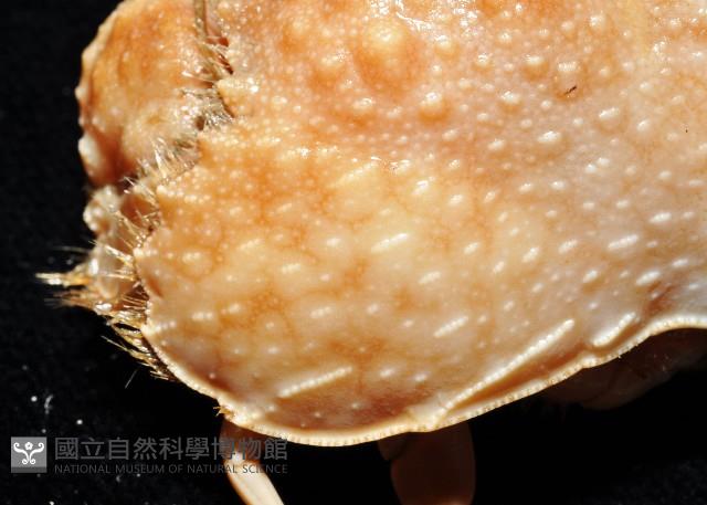 肝葉饅頭蟹藏品圖，第3張
