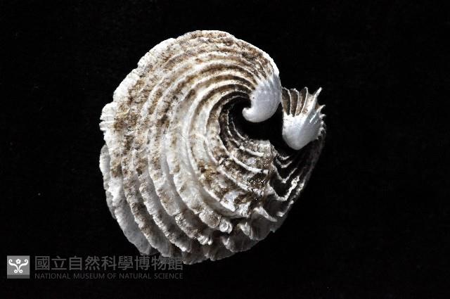 龍王圈心蛤藏品圖，第3張