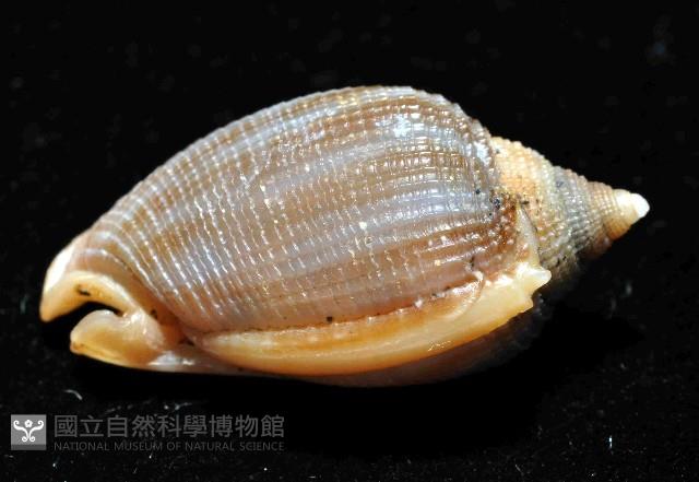 布紋鬘螺藏品圖，第3張
