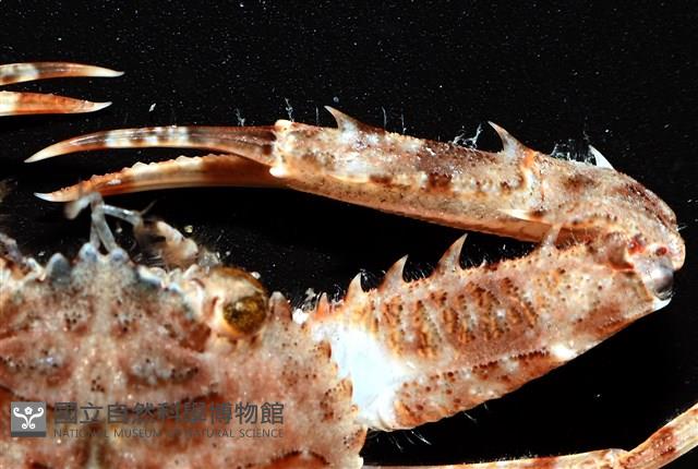 圓形狼牙蟹藏品圖，第3張