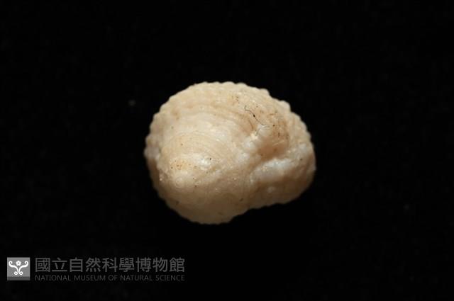 荔枝花冠螺藏品圖，第3張