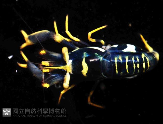 海羊齒共生長臂蝦之一種藏品圖，第3張