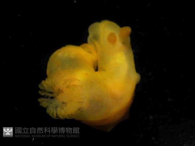黃裸海蛞蝓藏品圖，第3張