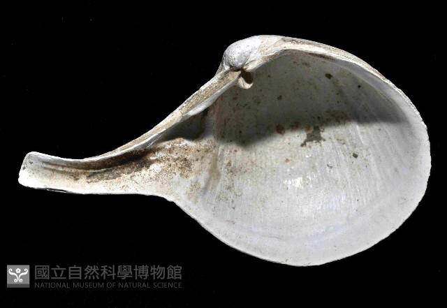 大杓蛤藏品圖，第3張