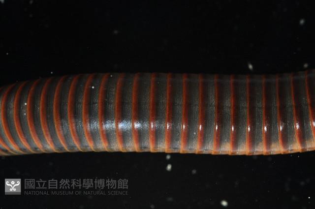 浙山蛩(浙旋刺馬陸)藏品圖，第3張