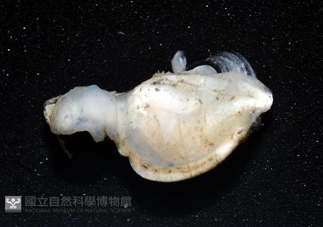 斧板茗荷藏品圖，第3張
