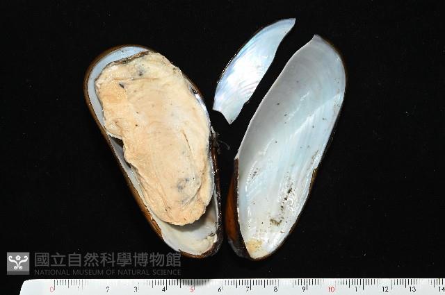 平端深海殼菜蛤藏品圖，第3張