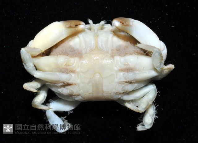 肉球皺蟹藏品圖，第3張