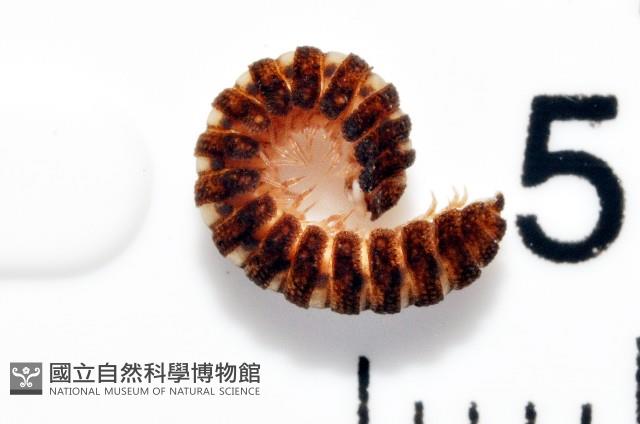 多節日本帶馬陸藏品圖，第3張