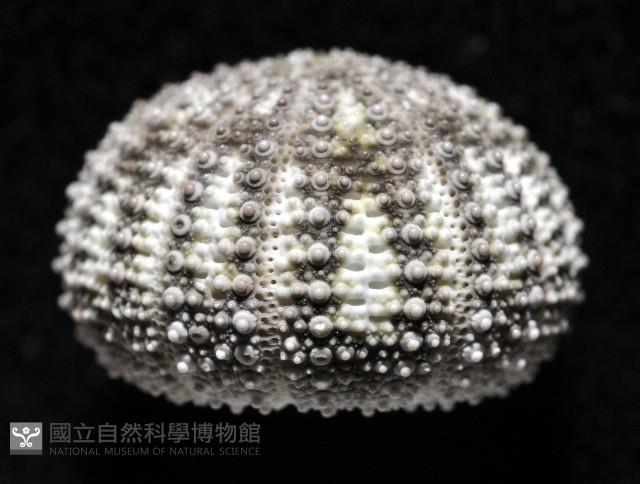刻孔海膽藏品圖，第3張