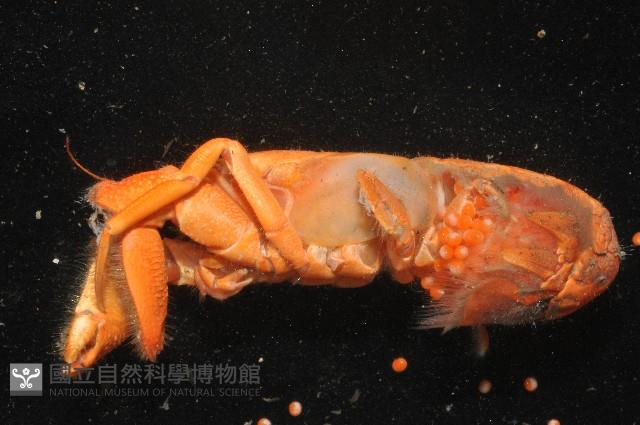大門螯(大輕石)寄居蟹藏品圖，第3張