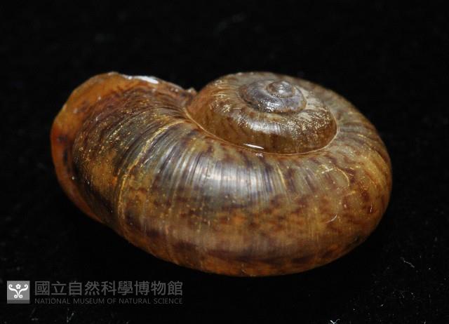 臺灣山蝸牛藏品圖，第3張