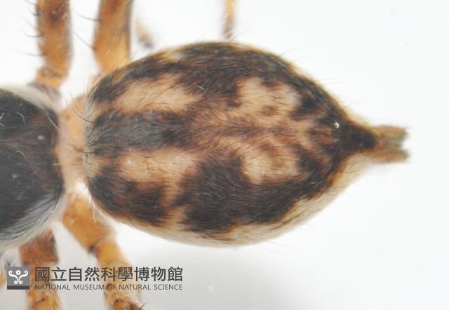 雙帶扁蠅虎藏品圖，第3張