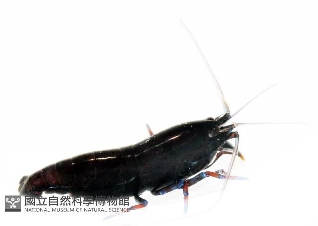 未知種合鼓蝦藏品圖，第3張