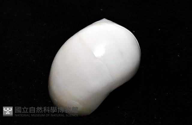 臍孔白玉螺藏品圖，第3張