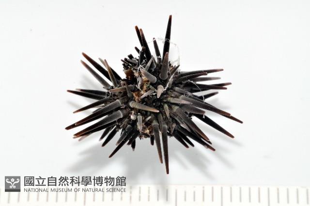 梅氏長海膽藏品圖，第3張