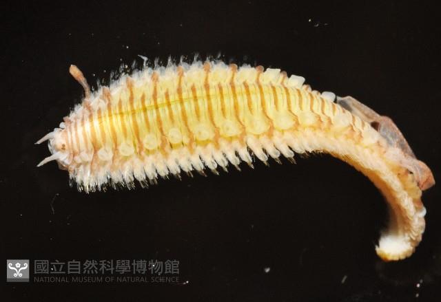 胃鱗蟲藏品圖，第3張