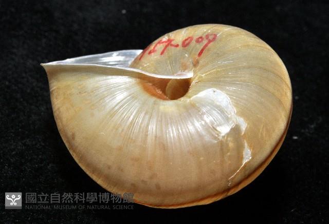 金崙栗蝸藏品圖，第3張