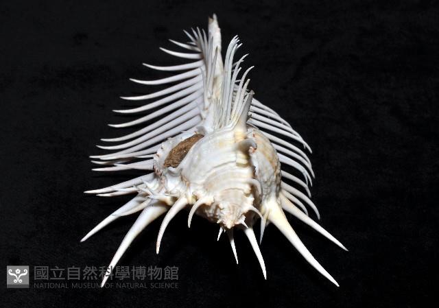 維納斯骨螺藏品圖，第3張