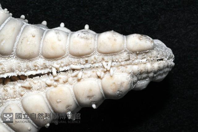 玉緣棘角海星(紫氏麗海星)藏品圖，第3張