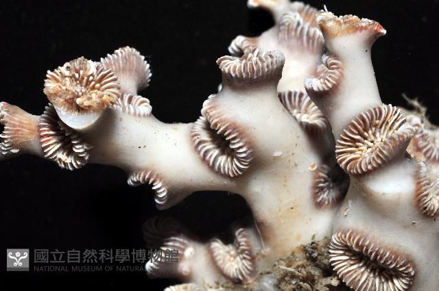 目珊瑚之一種藏品圖，第3張