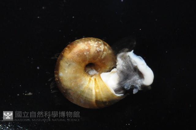 倍葉東洋蝸藏品圖，第3張