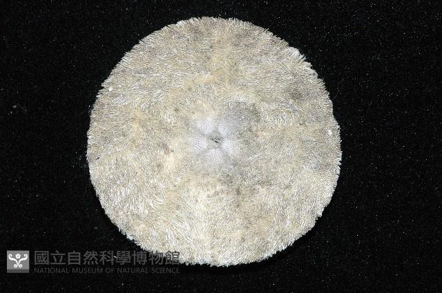 盾形網溝海膽藏品圖，第3張